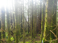 Plot Code: GRSM_AA_0540_2