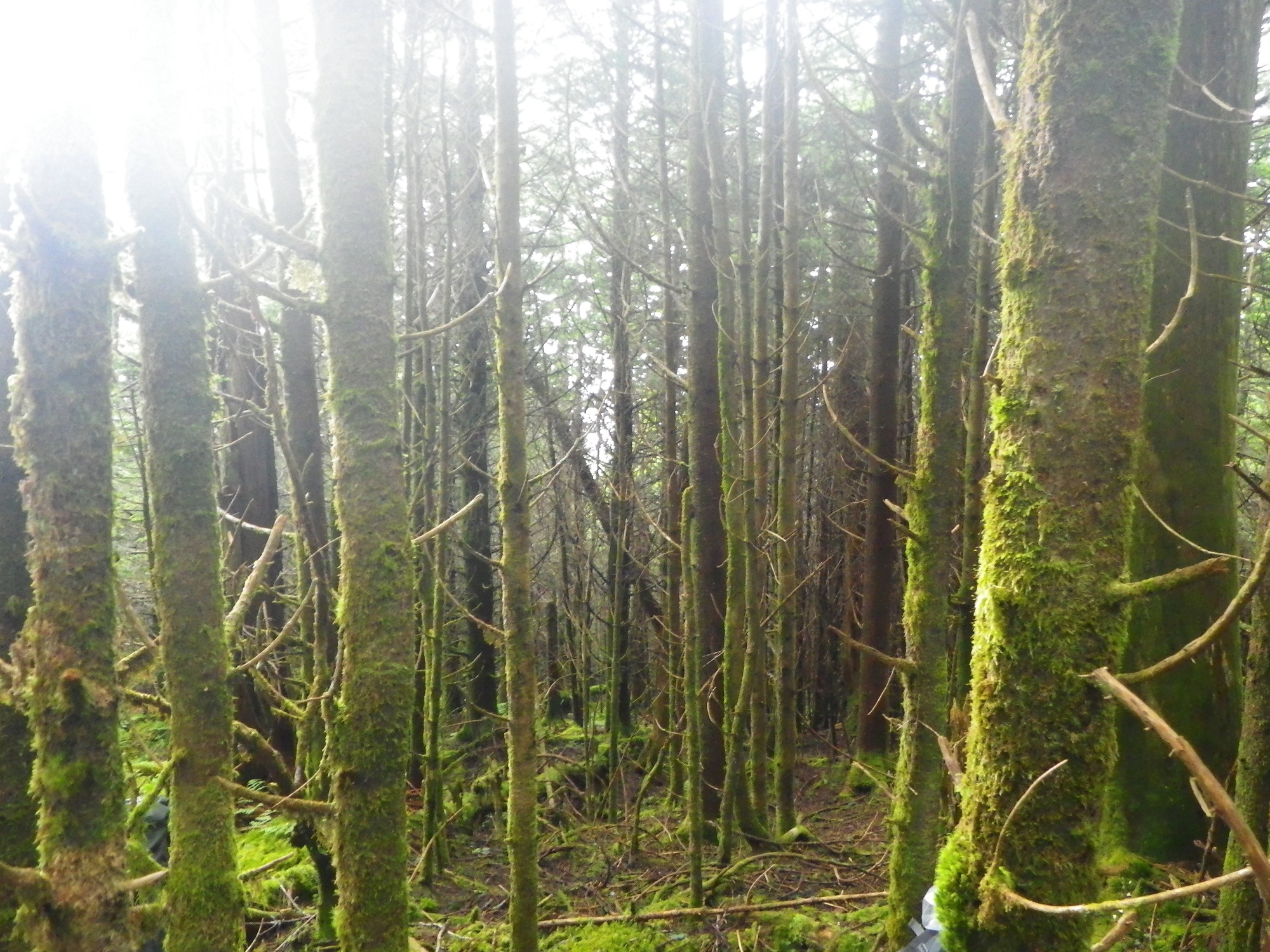 Plot Code: GRSM_AA_0540_2