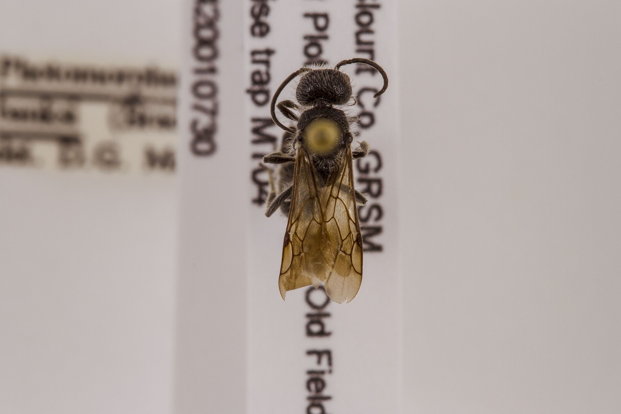 Image of Photomorphus banksi, a species of Animalia