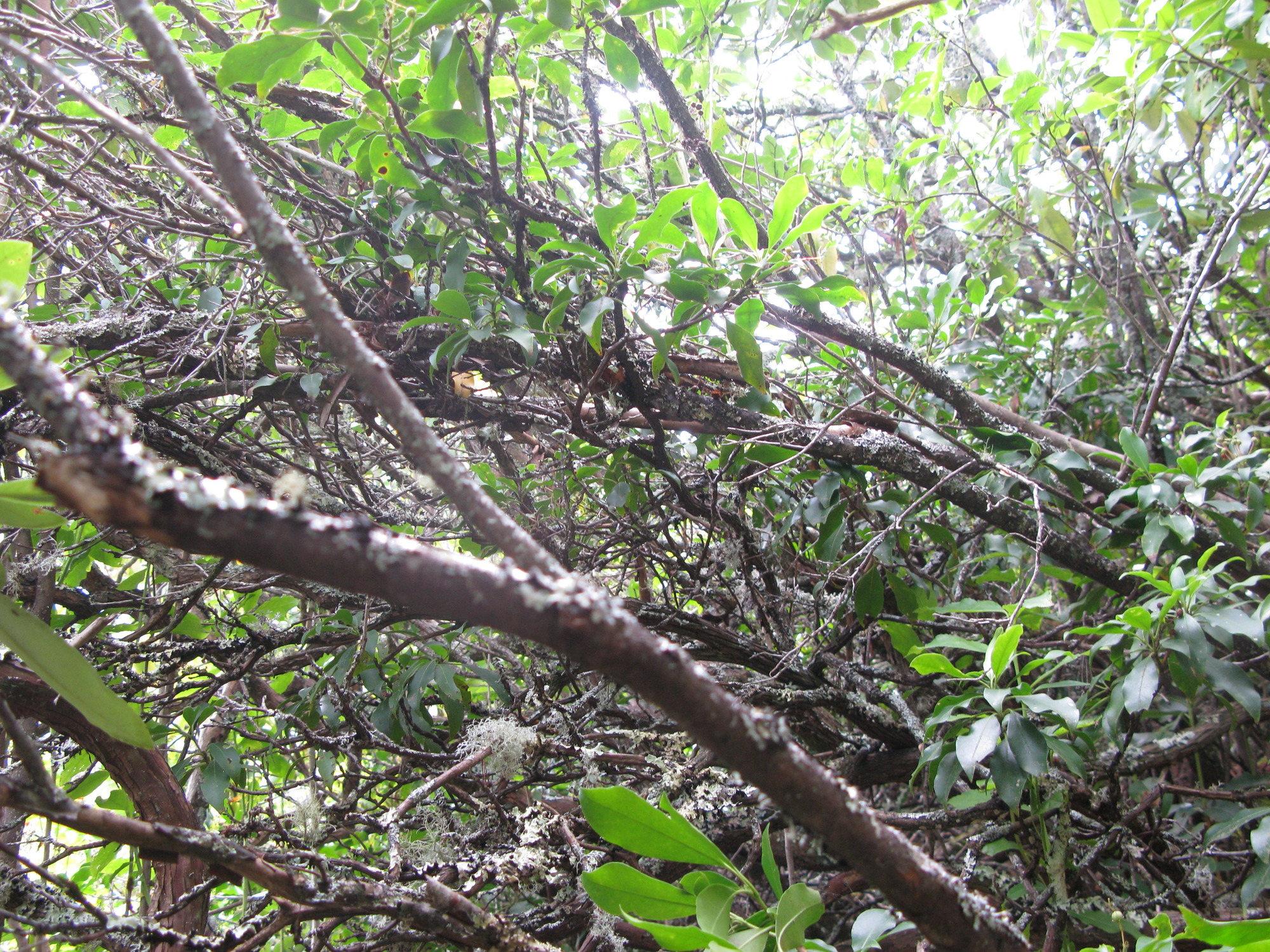 GRSM Accuracy Assessment. Plot Code: GRSM_AA_0072_4