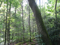 GRSM Accuracy Assessment. Plot Code: GRSM_AA_0824_4