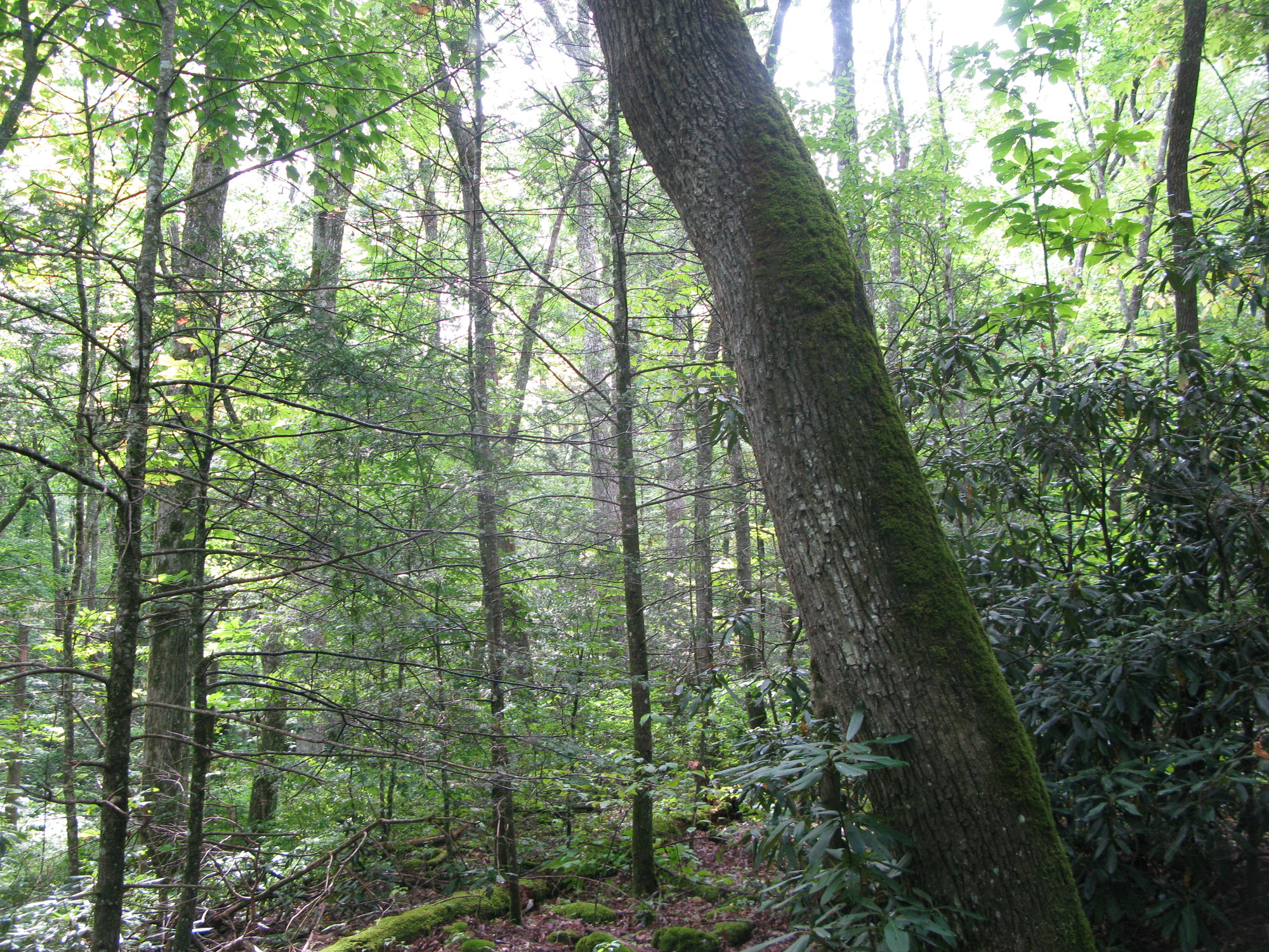 GRSM Accuracy Assessment. Plot Code: GRSM_AA_0824_4