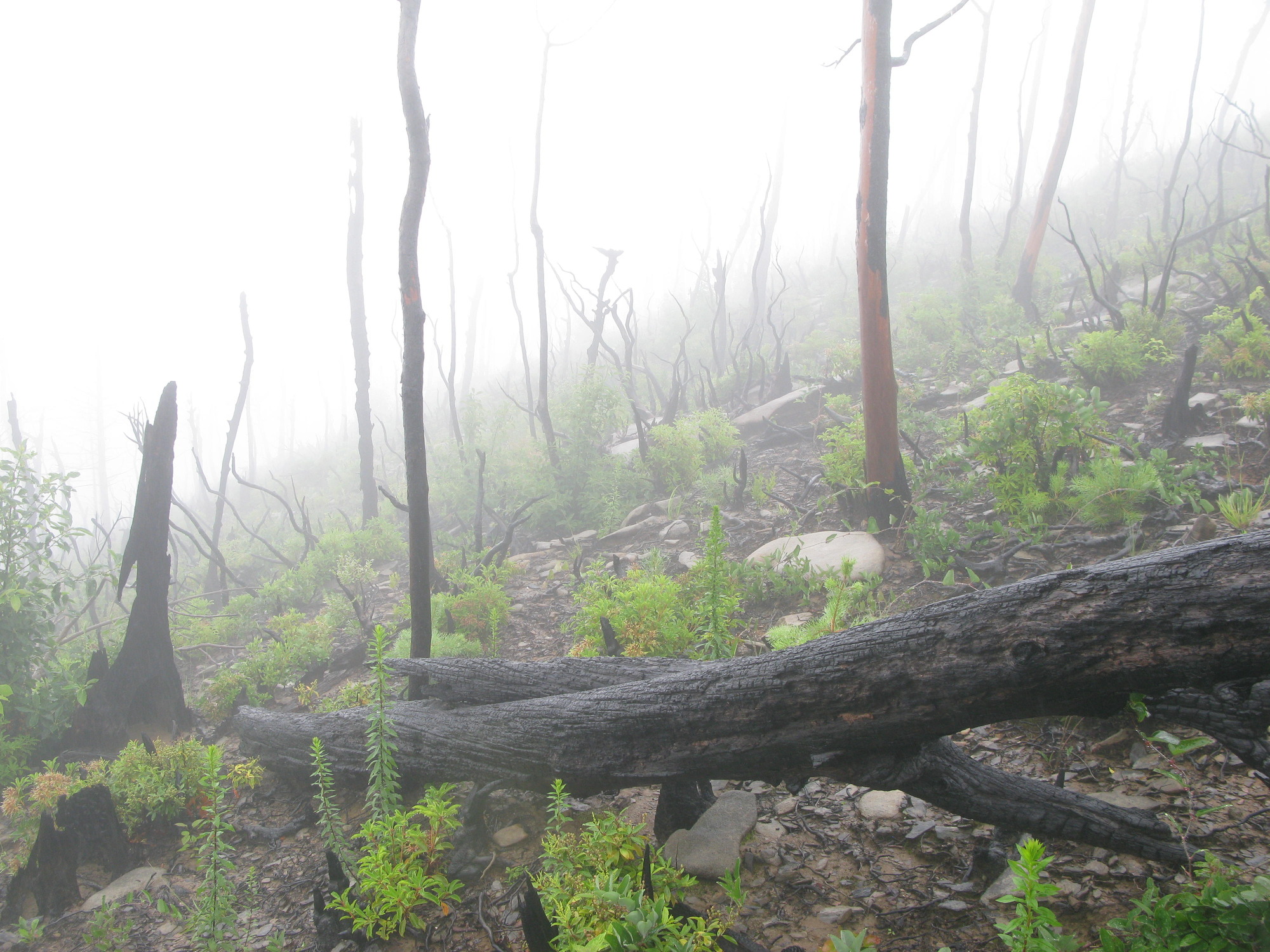 GRSM Accuracy Assessment. Plot Code: GRSM_AA_0862_5