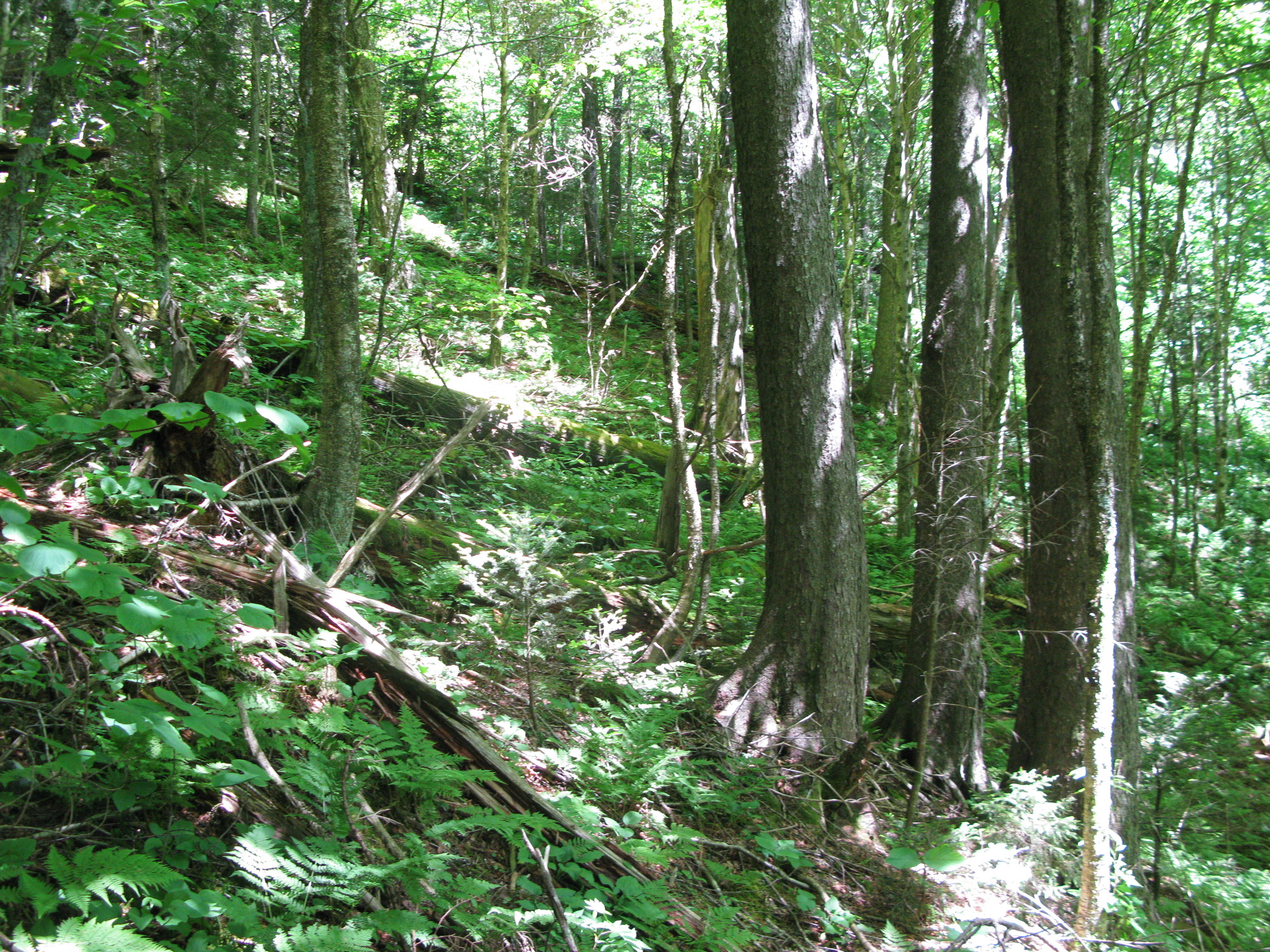 GRSM Accuracy Assessment. Plot Code: GRSM_AA_0750_6