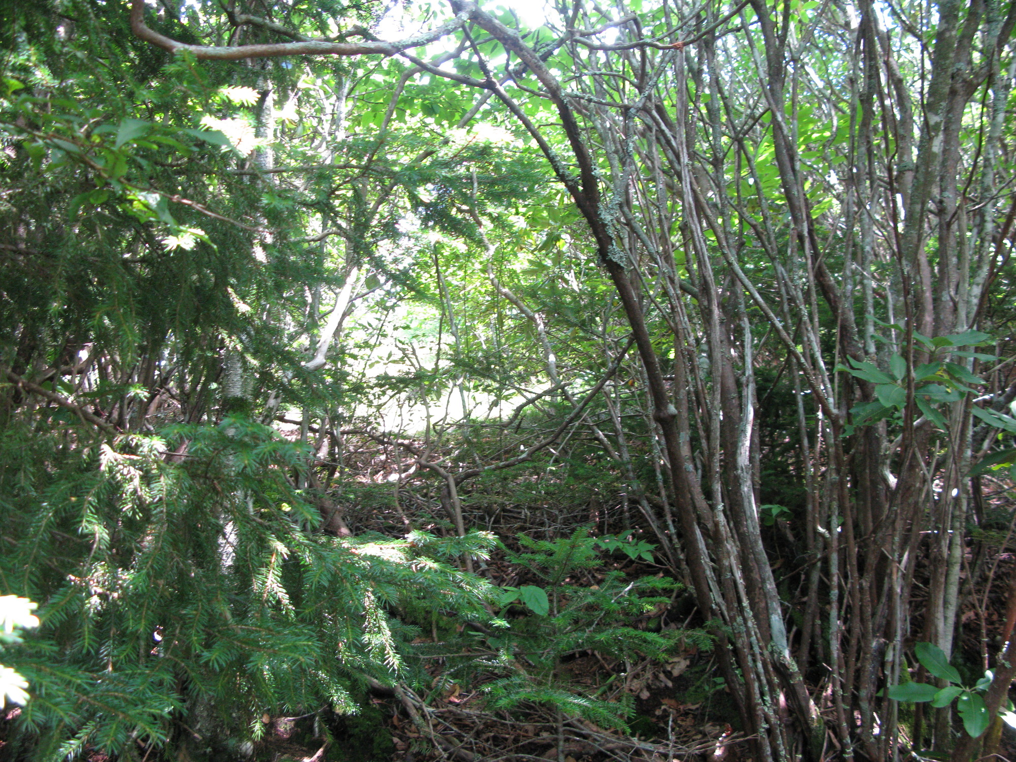 GRSM Accuracy Assessment. Plot Code: GRSM_AA_0317_2