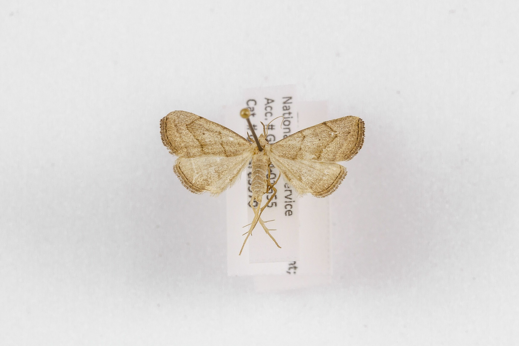 Image of Macrochilo litophora, a species of Animalia