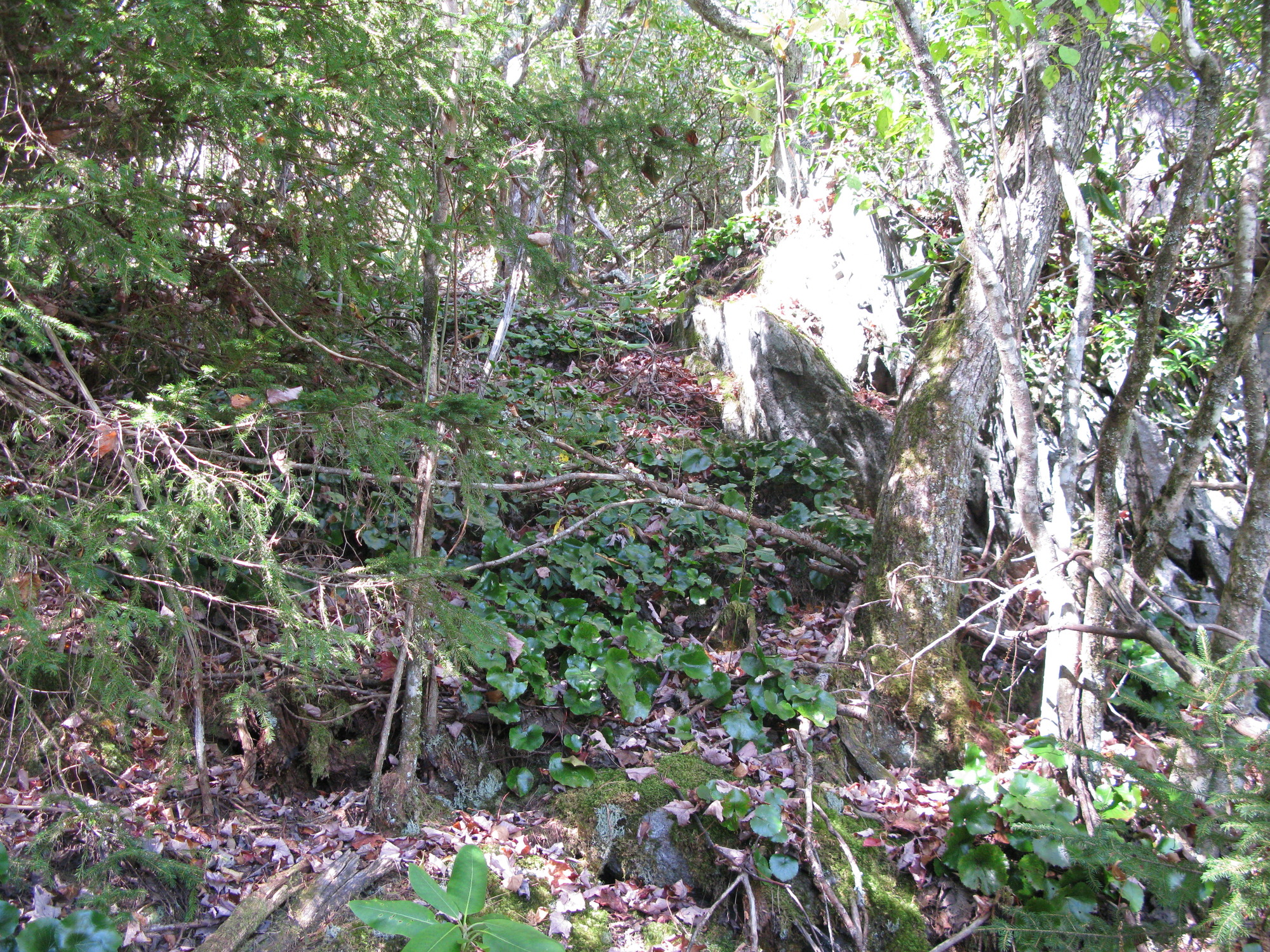 GRSM Accuracy Assessment. Plot Code: GRSM_AA_0325_2