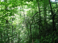 GRSM Accuracy Assessment. Plot Code: GRSM_AA_0271_6