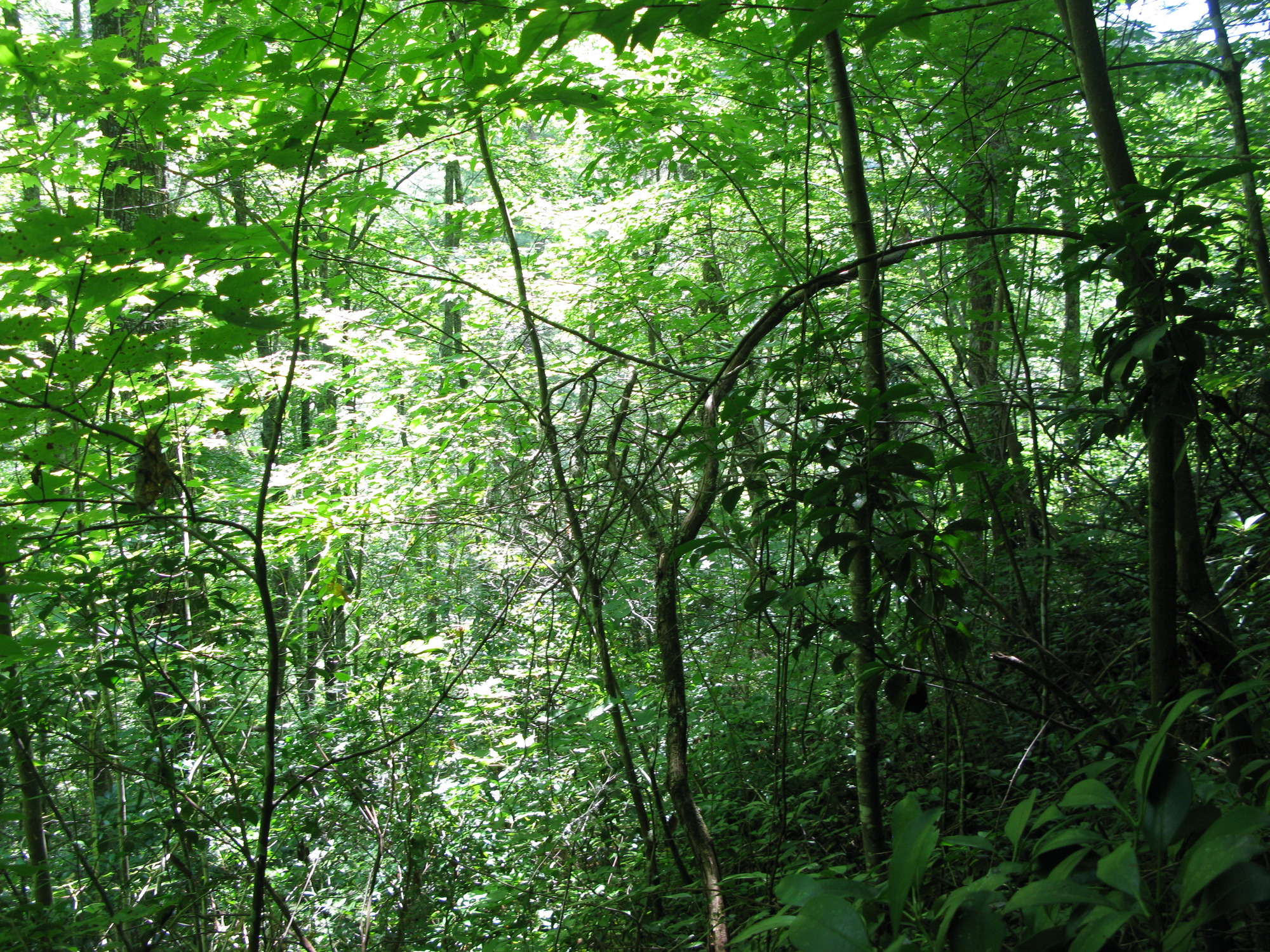 GRSM Accuracy Assessment. Plot Code: GRSM_AA_0271_6