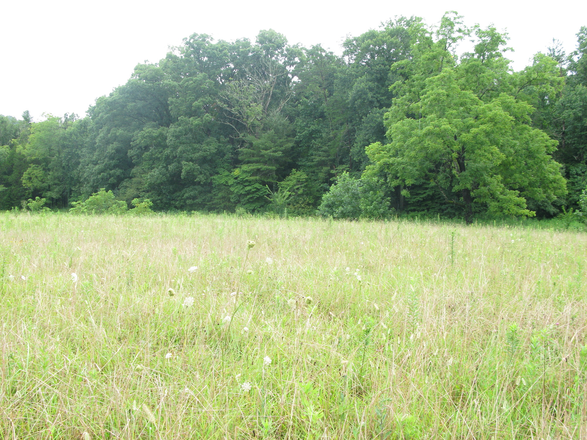 Plot Code: GRSM_AA_0470_3