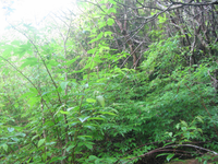 GRSM Accuracy Assessment. Plot Code: GRSM_AA_0678_2