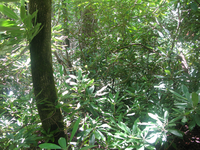 GRSM Accuracy Assessment. Plot Code: GRSM_AA_0409_5