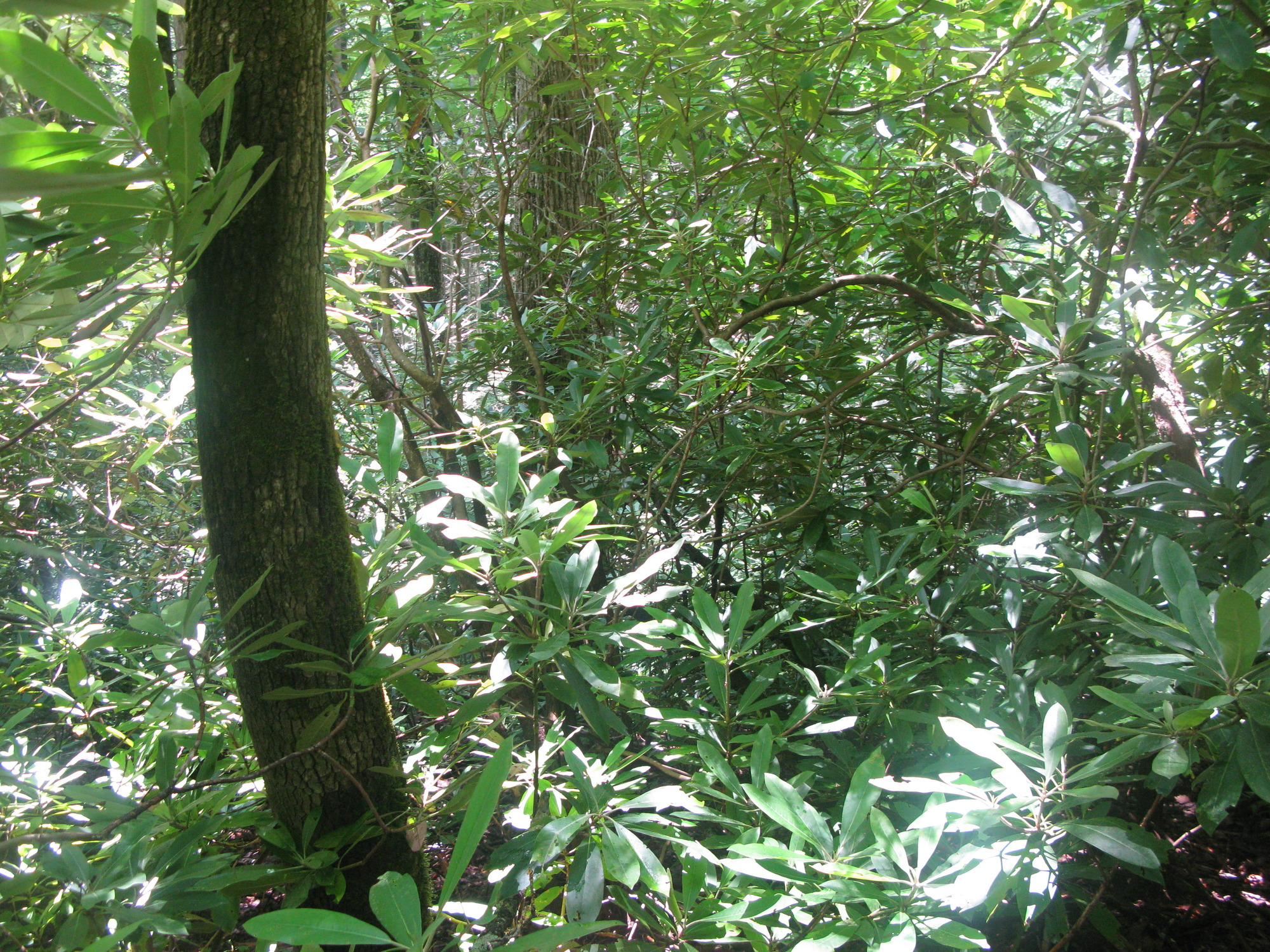 GRSM Accuracy Assessment. Plot Code: GRSM_AA_0409_5