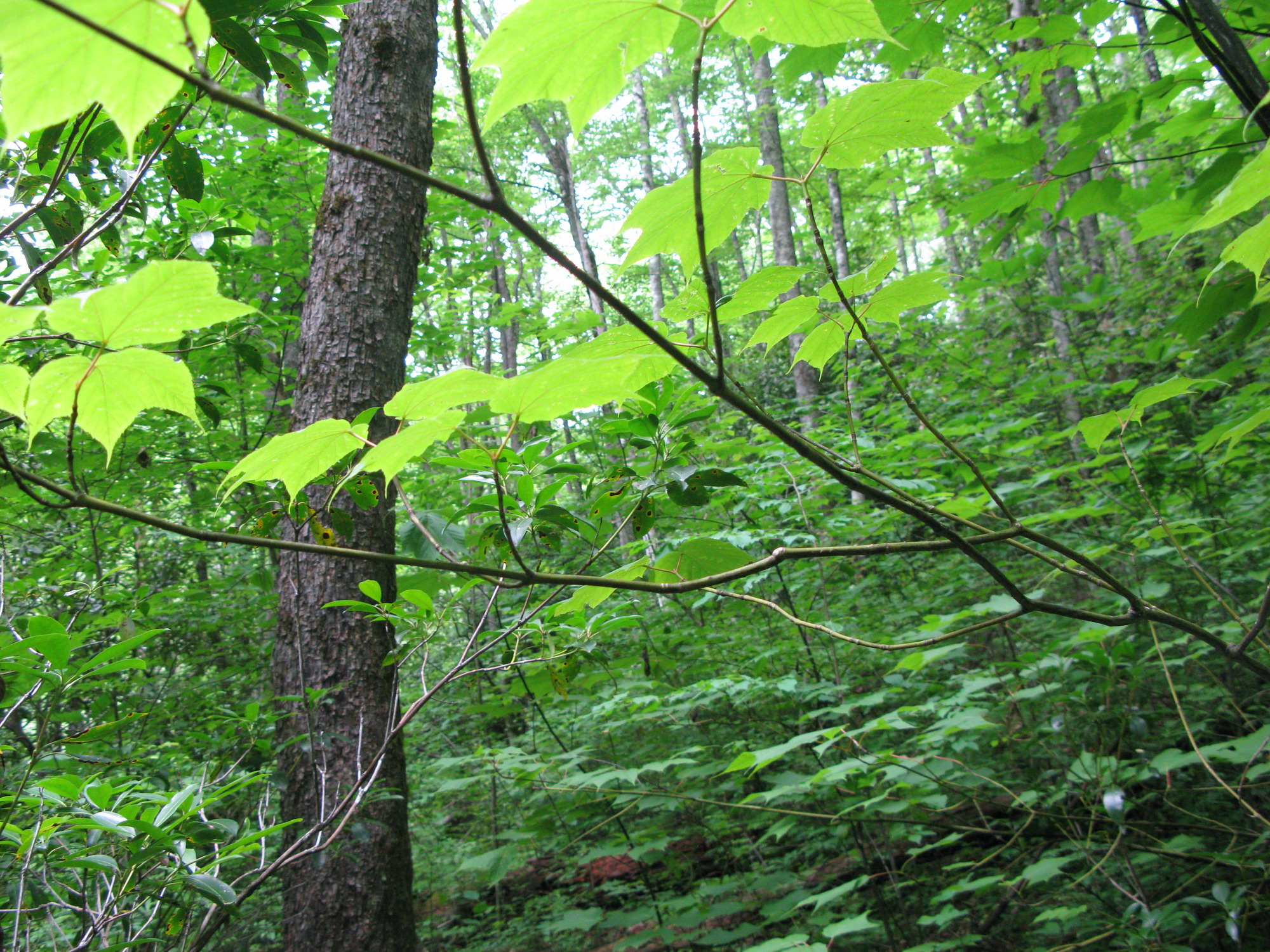 GRSM Accuracy Assessment. Plot Code: GRSM_AA_0131_5