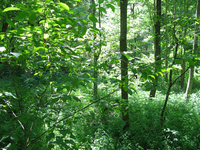 GRSM Accuracy Assessment. Plot Code: GRSM_AA_0012_4