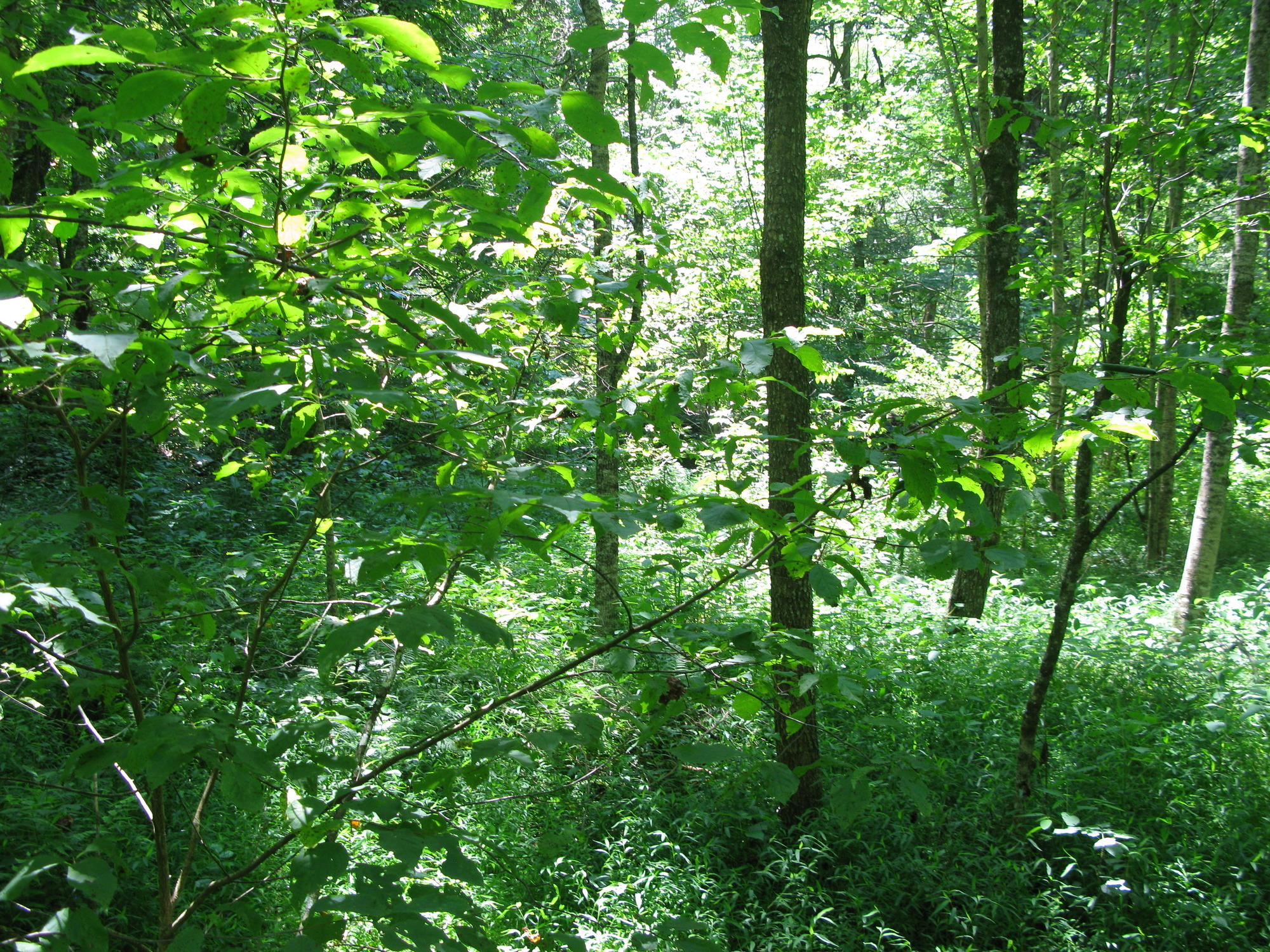 GRSM Accuracy Assessment. Plot Code: GRSM_AA_0012_4