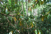 GRSM Accuracy Assessment. Plot Code: GRSM_AA_0941_2