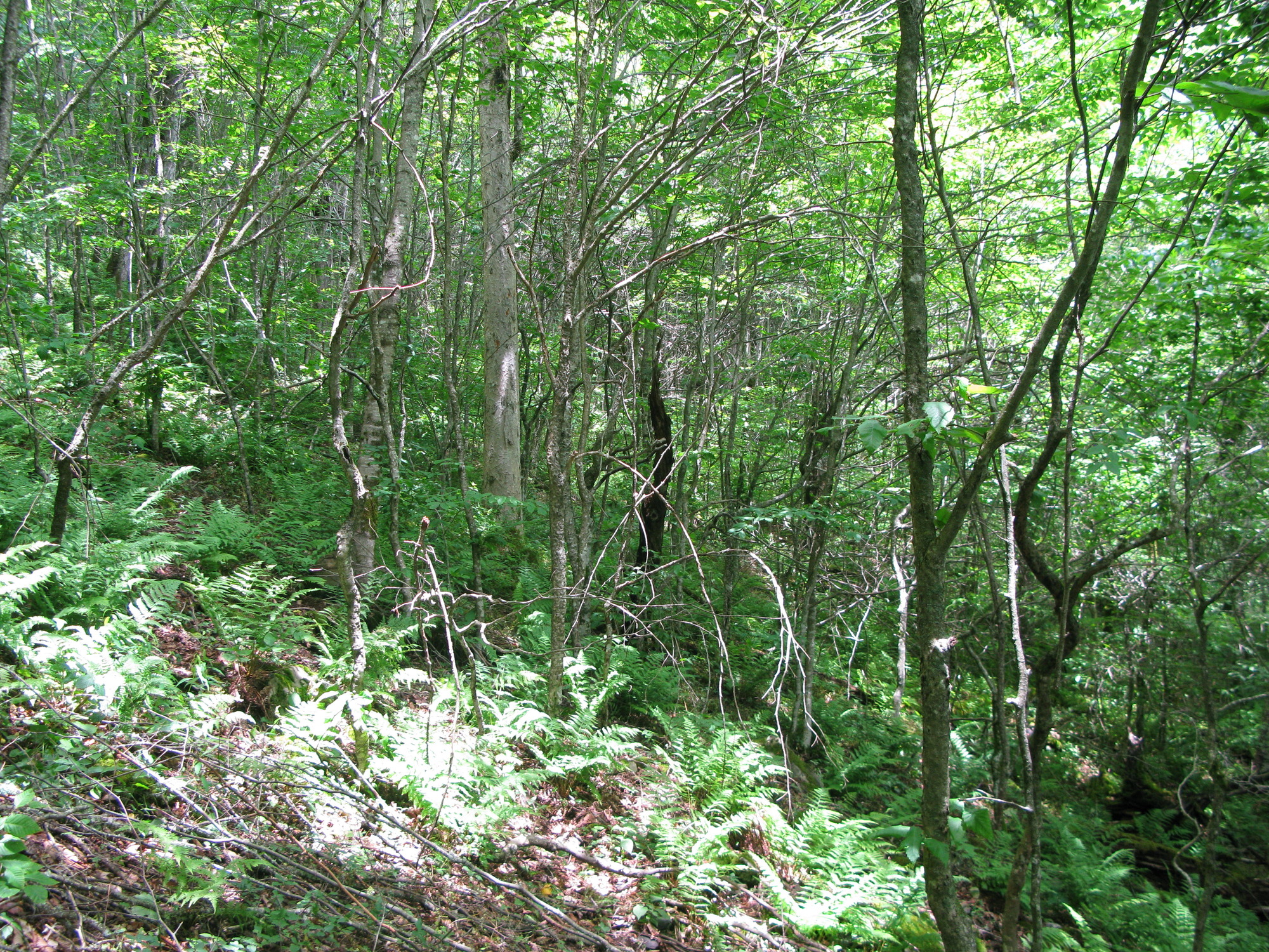 GRSM Accuracy Assessment. Plot Code: GRSM_AA_0097_2