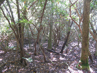 GRSM Accuracy Assessment. Plot Code: GRSM_AA_0130_4