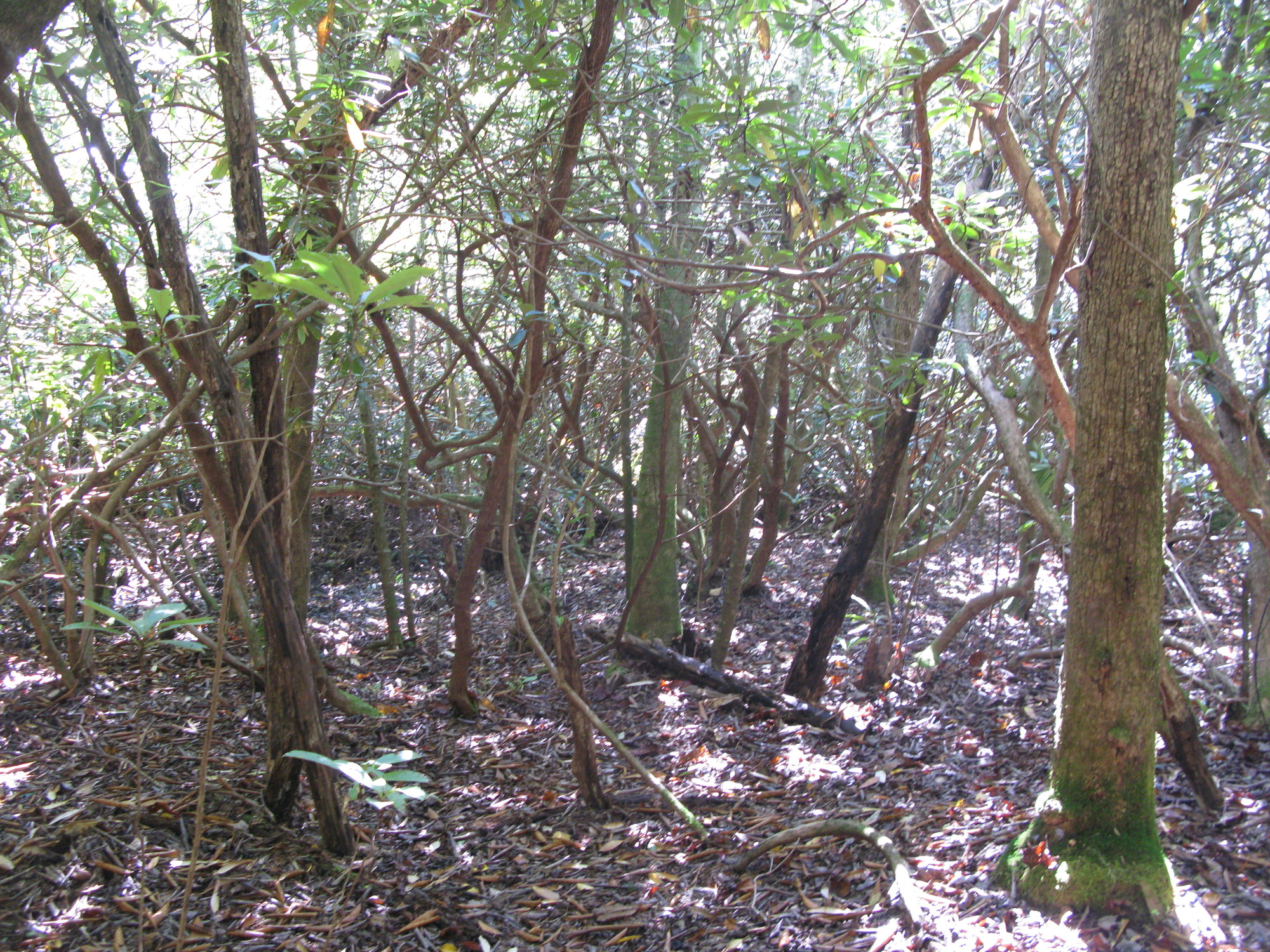 GRSM Accuracy Assessment. Plot Code: GRSM_AA_0130_4