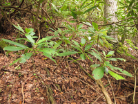 Plot Code: GRSM_AA_0453_2