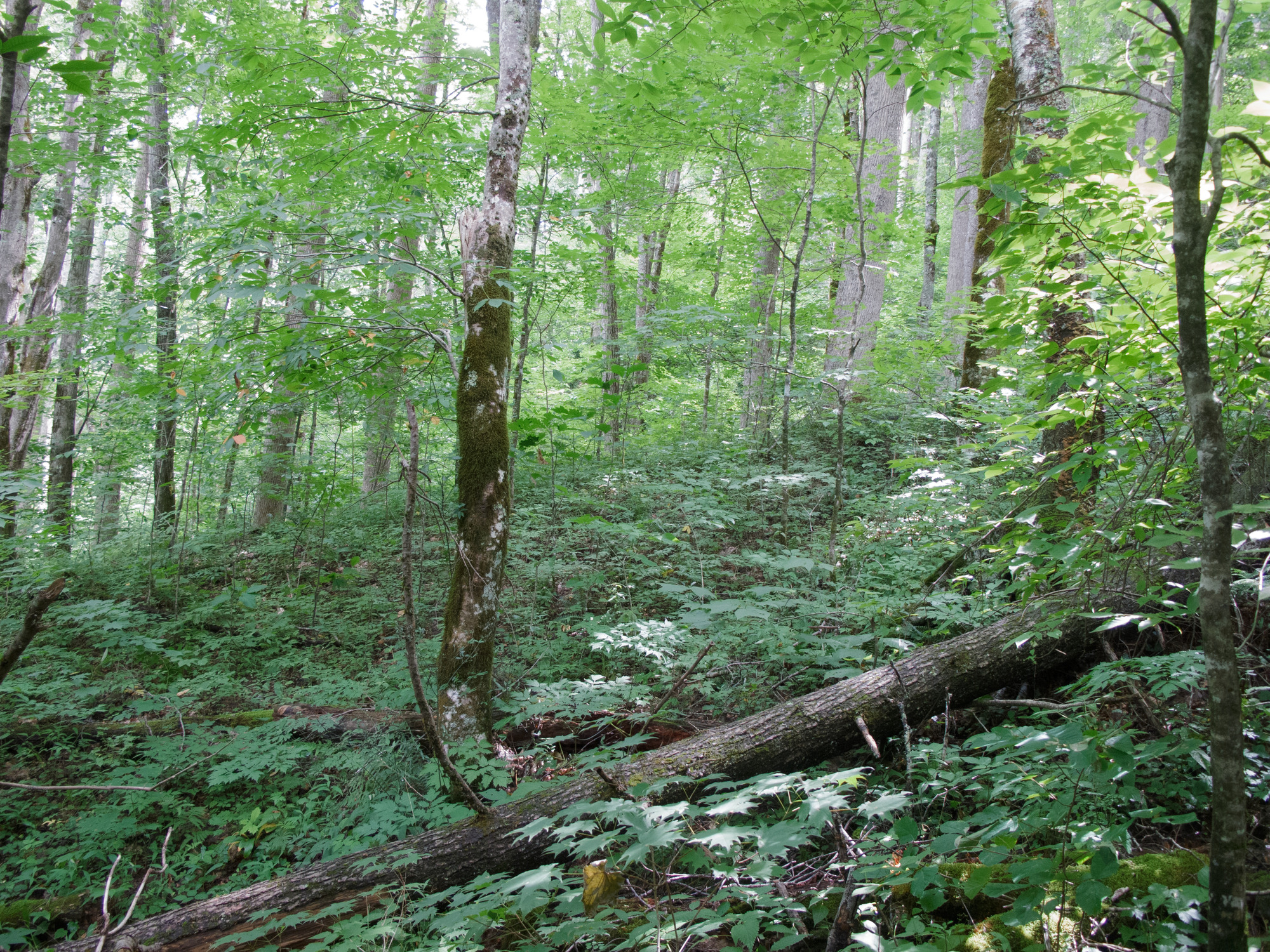 GRSM Accuracy Assessment. Plot Code: GRSM_AA_0925_6