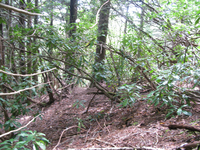 GRSM Accuracy Assessment. Plot Code: GRSM_AA_0098_4