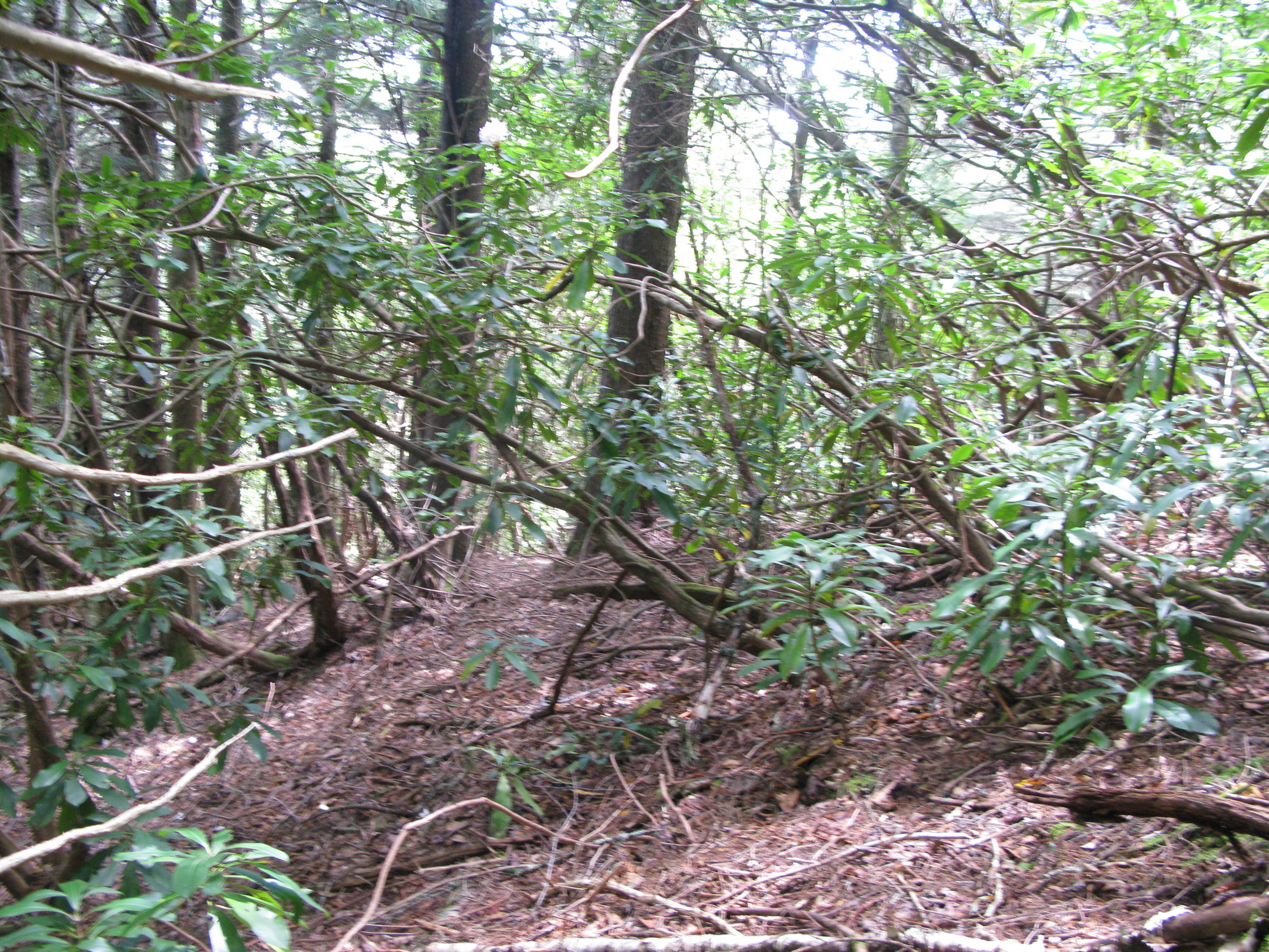 GRSM Accuracy Assessment. Plot Code: GRSM_AA_0098_4