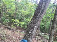 GRSM Accuracy Assessment. Plot Code: GRSM_AA_0433_2