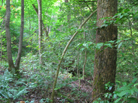 Plot Code: GRSM_AA_0617_4