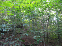 GRSM Accuracy Assessment. Plot Code: GRSM_AA_0253_4