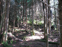 GRSM Accuracy Assessment. Plot Code: GRSM_AA_0061_2