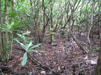 GRSM Accuracy Assessment. Plot Code: GRSM_AA_0134_2