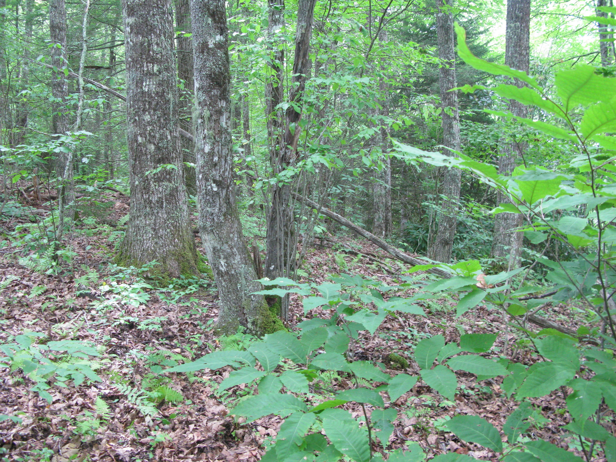 GRSM Accuracy Assessment. Plot Code: GRSM_AA_0004_5