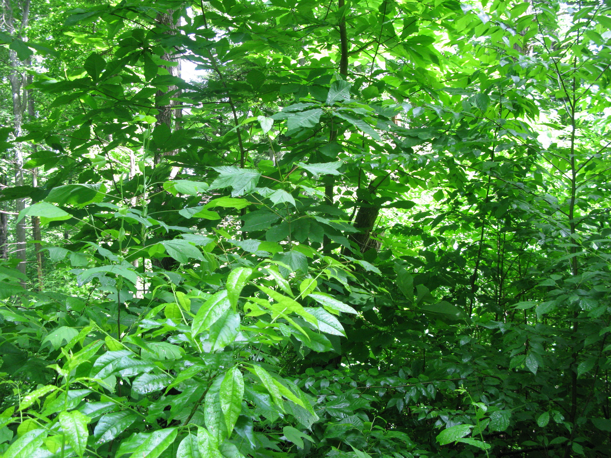 GRSM Accuracy Assessment. Plot Code: GRSM_AA_0534