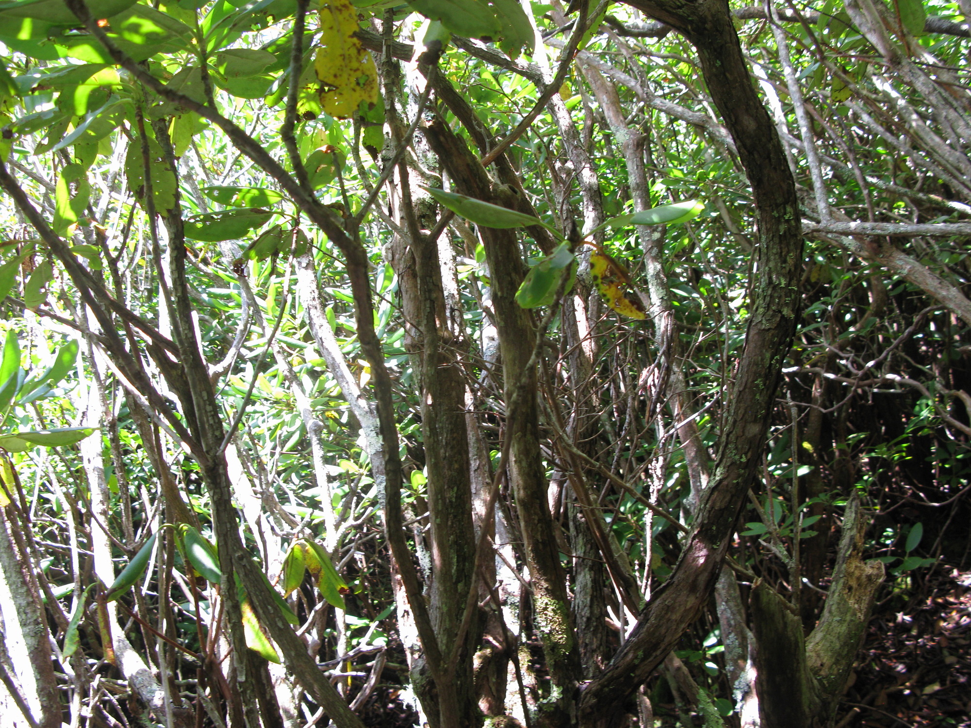 GRSM Accuracy Assessment. Plot Code: GRSM_AA_0568_5