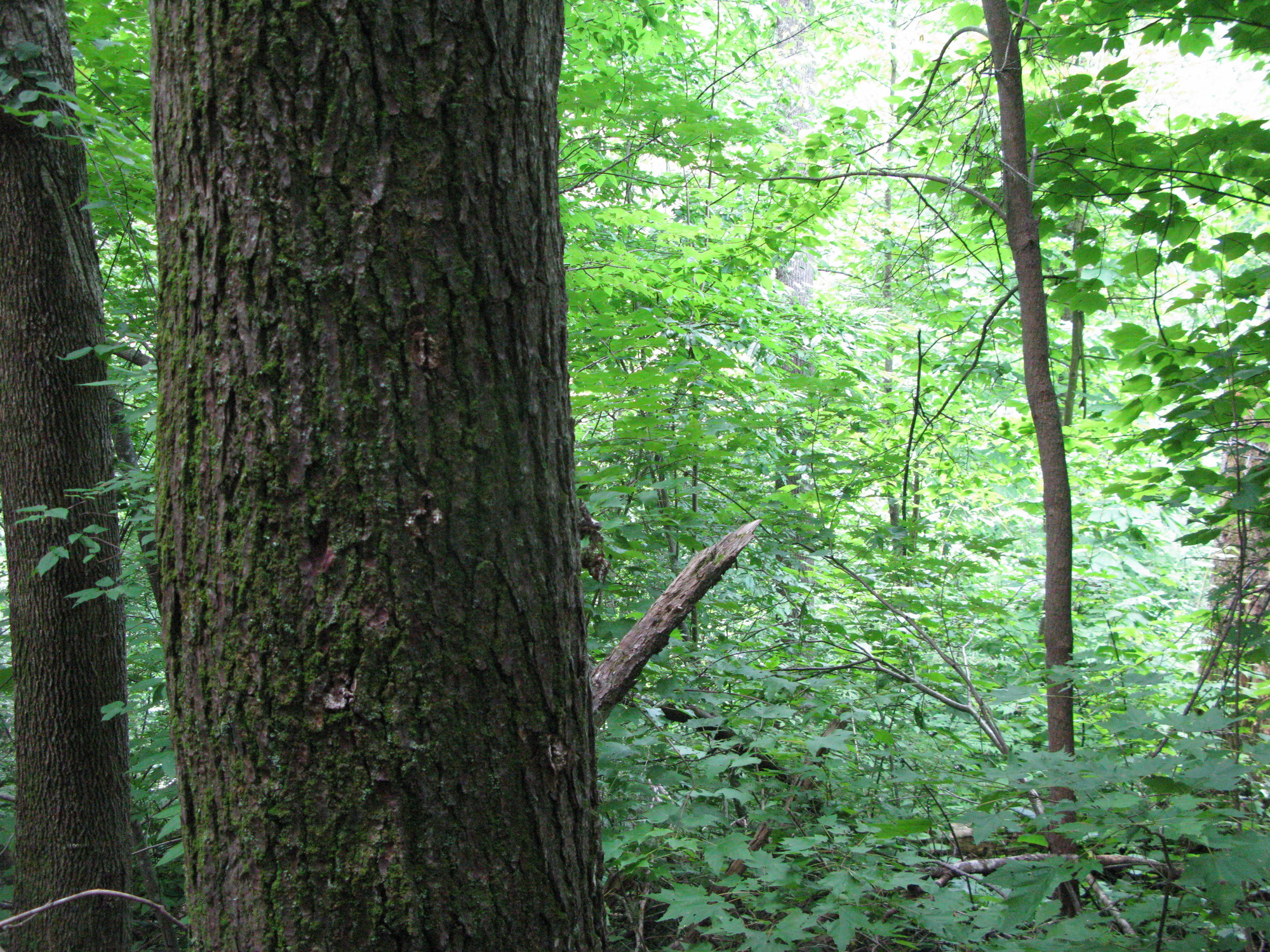 GRSM Accuracy Assessment. Plot Code: GRSM_AA_0836_3