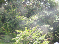 GRSM Accuracy Assessment. Plot Code: GRSM_AA_0943_3