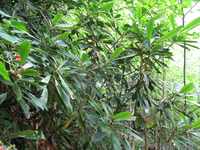 GRSM Accuracy Assessment. Plot Code: GRSM_AA_0722_4