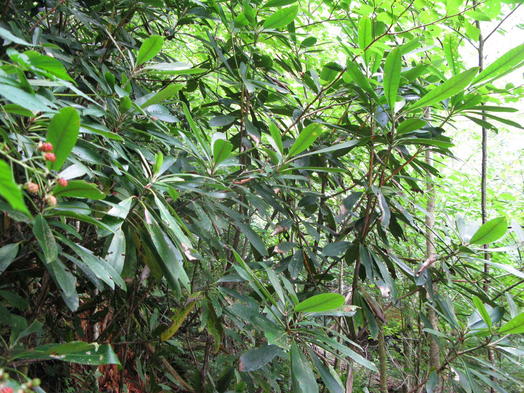 GRSM Accuracy Assessment. Plot Code: GRSM_AA_0722_4