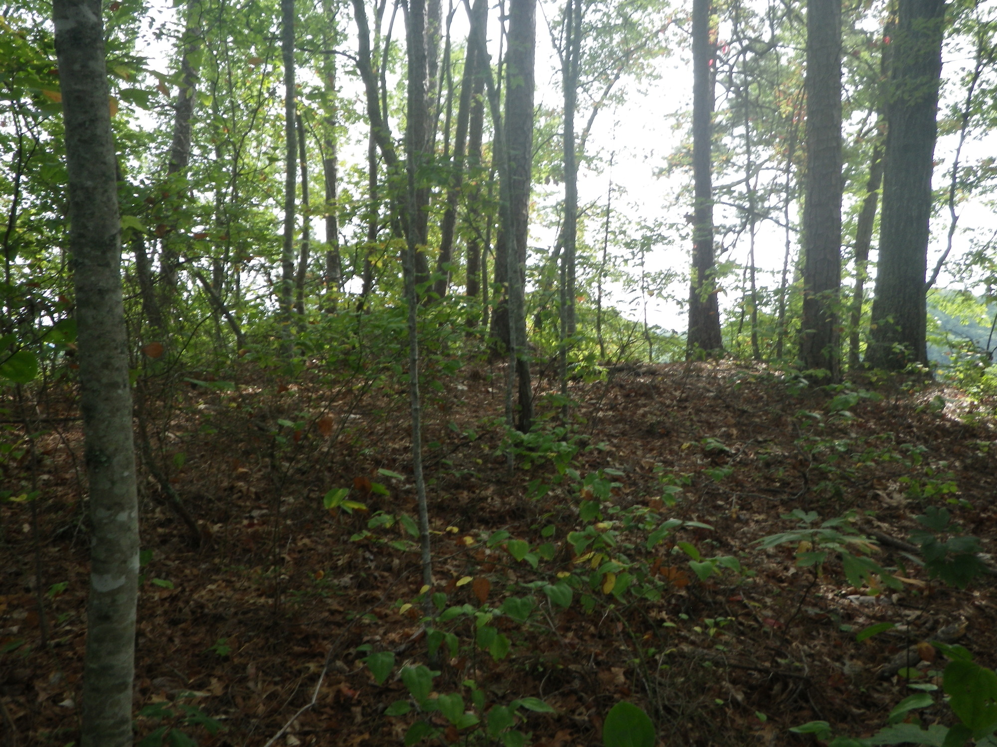 GRSM Accuracy Assessment. Plot Code: GRSM_AA_0332_3