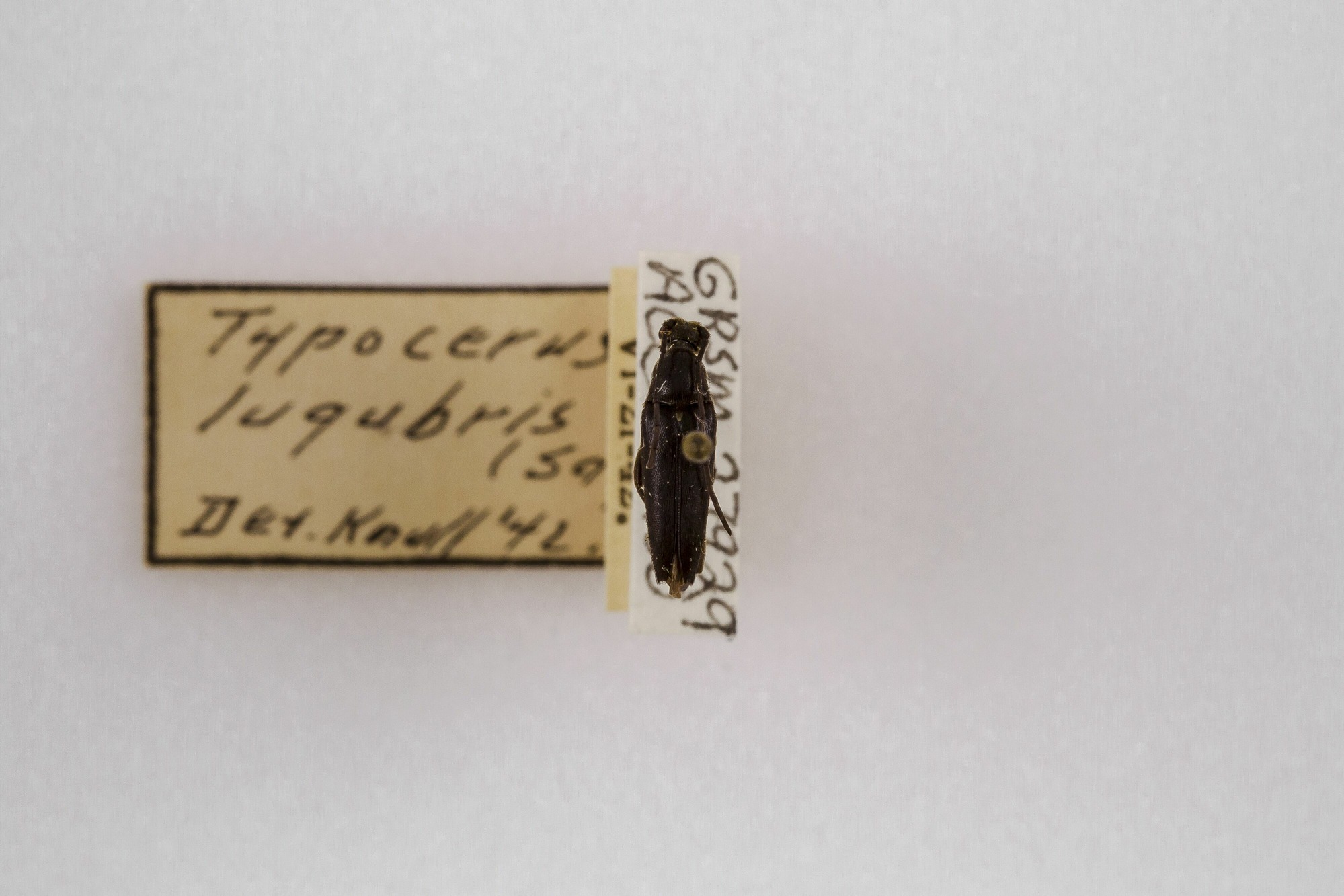 Image of Typocerus lugubris, a species of Insect