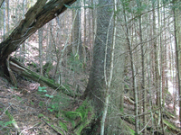 GRSM Accuracy Assessment. Plot Code: GRSM_AA_0493_3