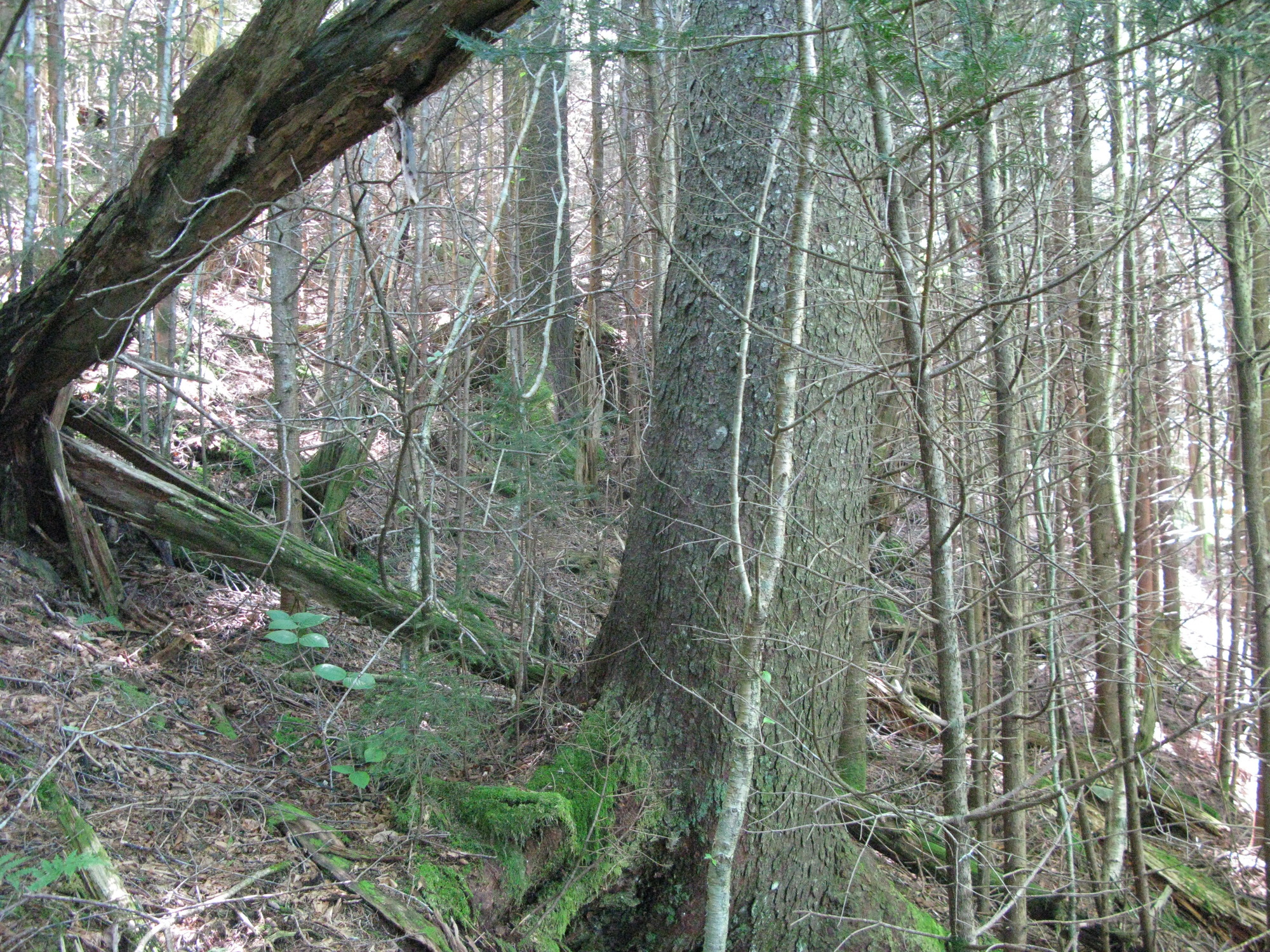 GRSM Accuracy Assessment. Plot Code: GRSM_AA_0493_3