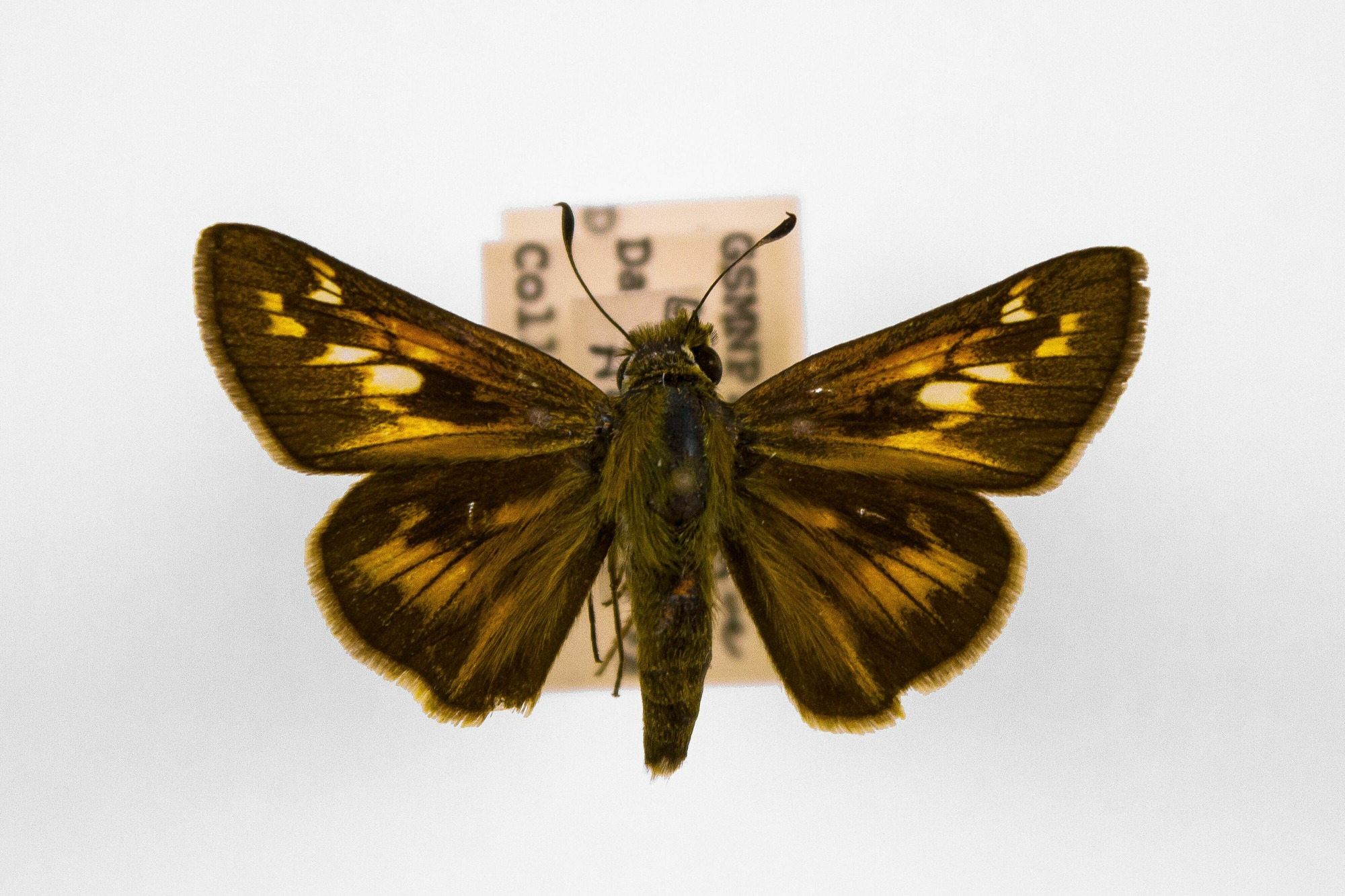 Image of Atalopedes campestris, a species of Insect