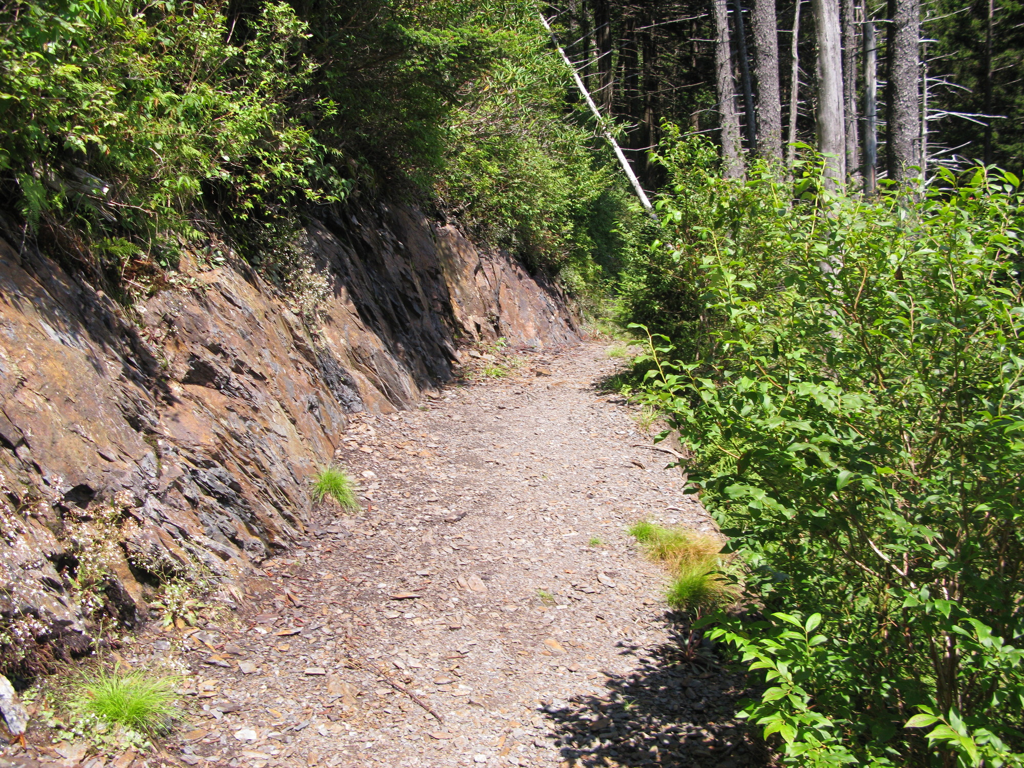 GRSM Accuracy Assessment. Plot Code: GRSM_AA_0116_3