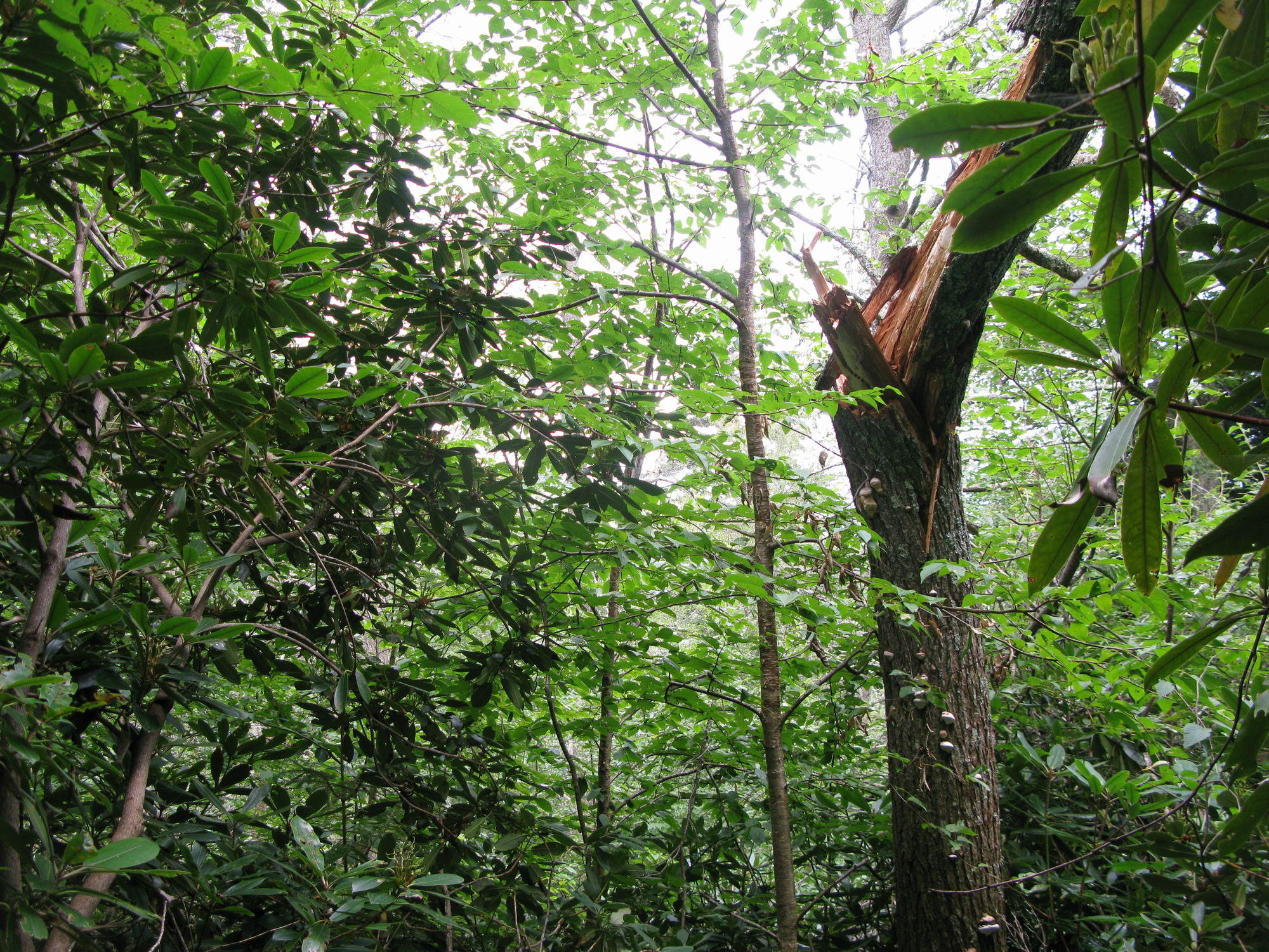 GRSM Accuracy Assessment. Plot Code: GRSM_AA_0722_5