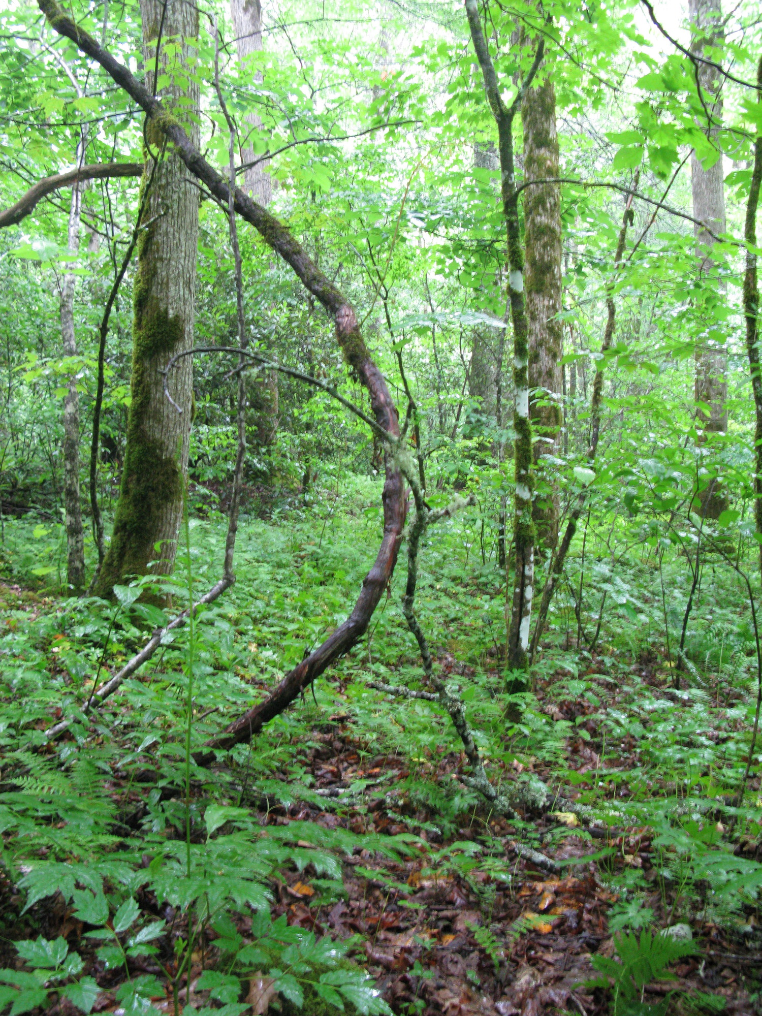 GRSM Accuracy Assessment. Plot Code: GRSM_AA_0143_6