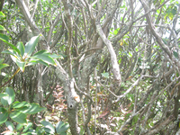 GRSM Accuracy Assessment. Plot Code: GRSM_AA_0632_3