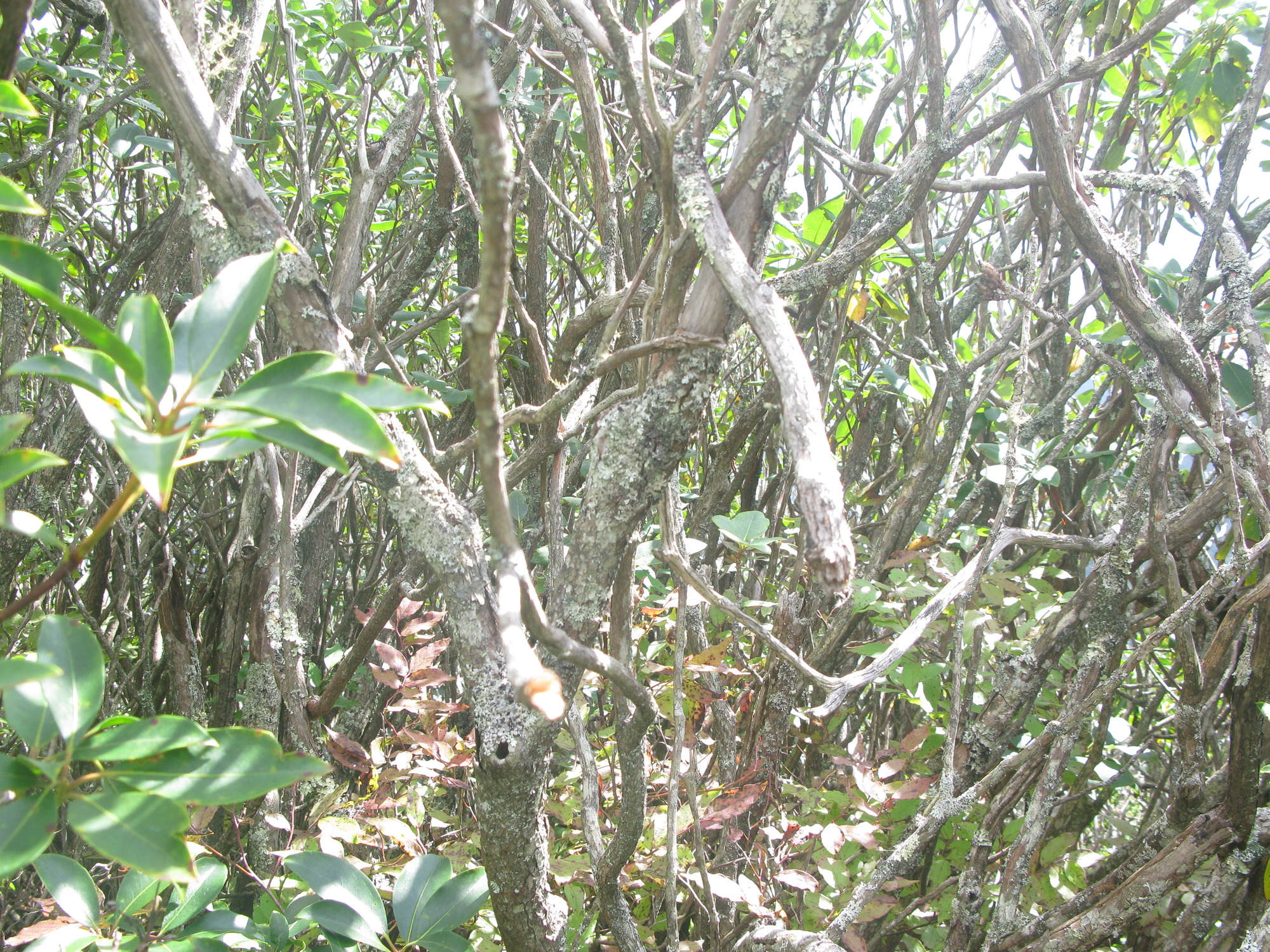 GRSM Accuracy Assessment. Plot Code: GRSM_AA_0632_3